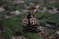 Lebensbaum-Ohrringe im Winterwald